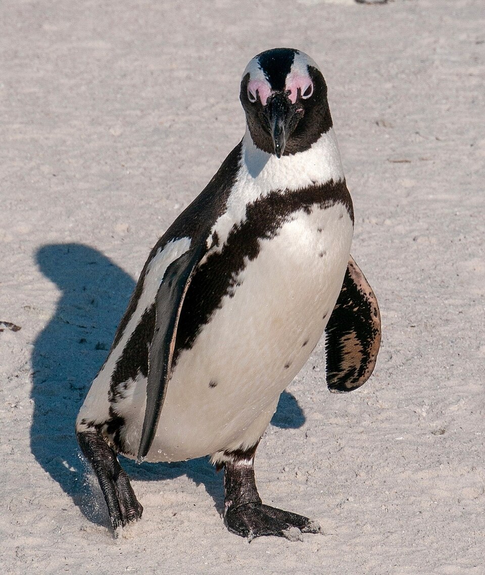 African penguins standing on the sand at Boulders Beach, Simon's Town