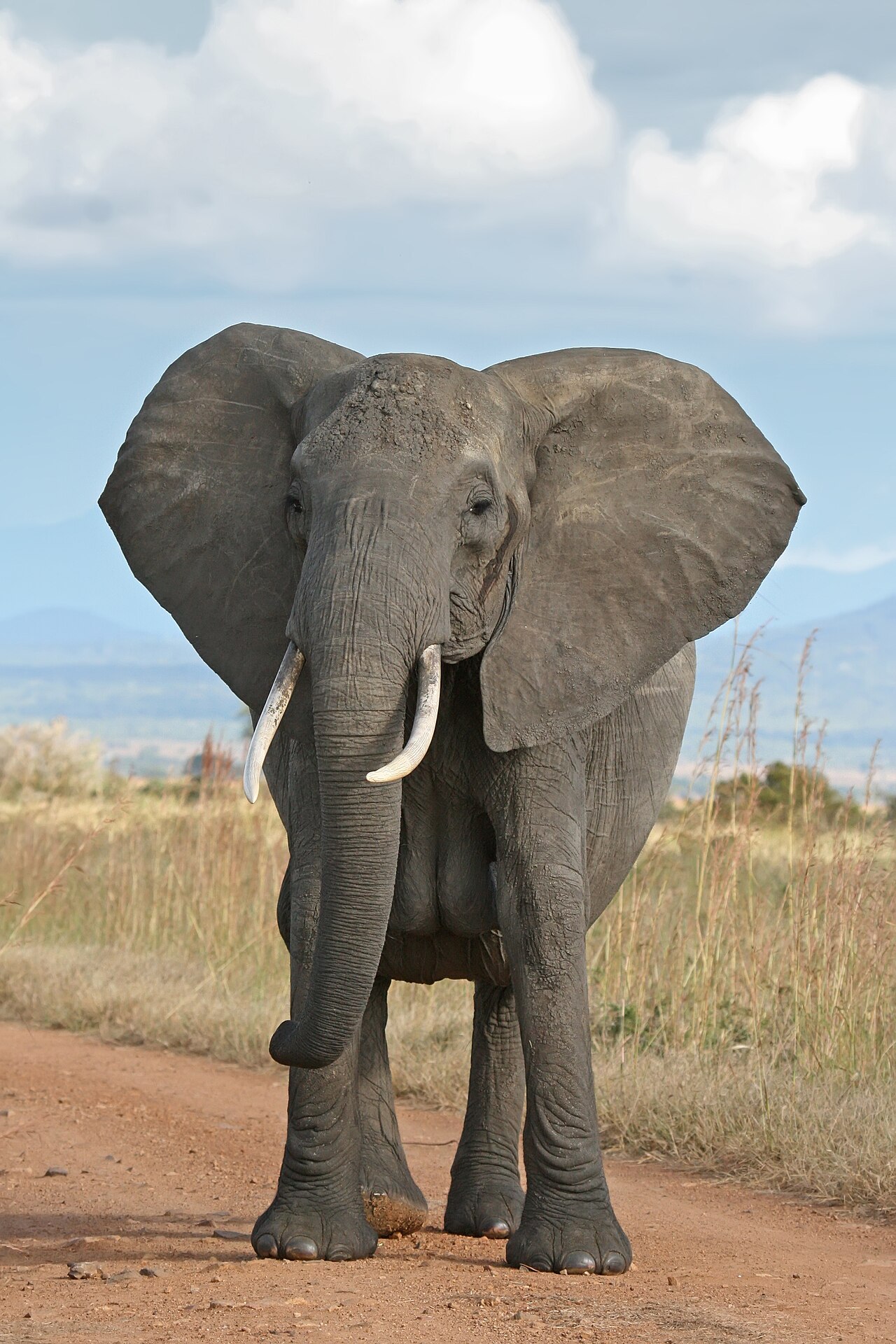 A large African bush elephant foraging in the dry bushveld savanna of Kruger