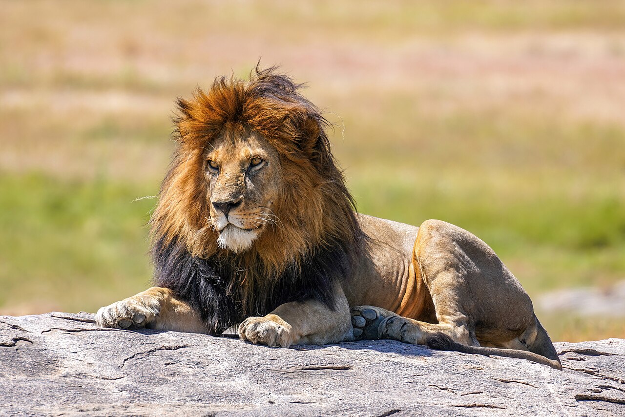 A mature male lion resting on a warm granite rock kopje